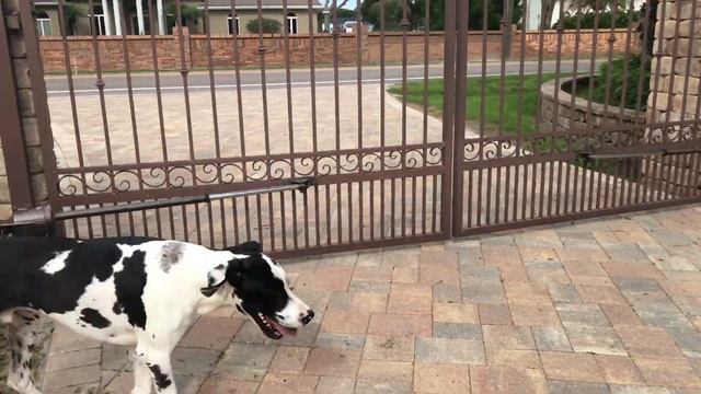 Great Dane Puppy Has A Big Boy Pee смотреть онлайн