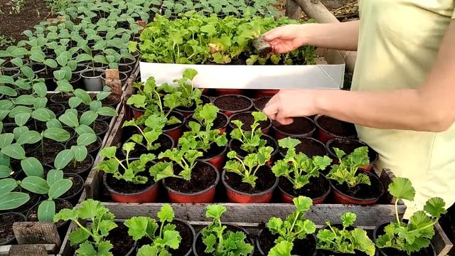 ВЫГОНКА КОРОЛЕВСКОЙ ПЕЛАРГОНИИ К 8 МАРТА смотреть онлайн