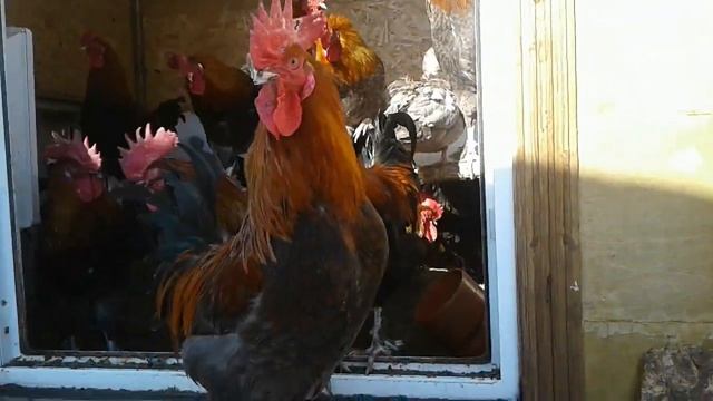 Петухи мараны продаю смотреть онлайн