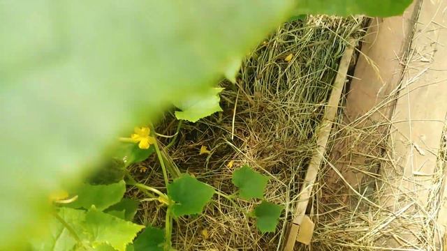 Куда деть Первый Огурец? Закопать или Мужчине отдать? Урожай 2021 года . смотреть онлайн