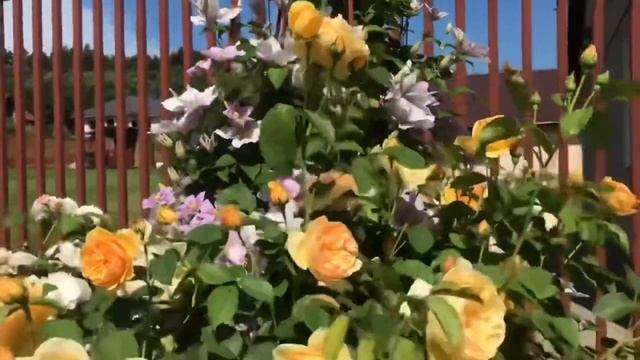 Английские розы на штамбе ? Плюсы и минусы ? Rose Heritage ? Rose Graham Thomas.mp4 смотреть онлайн