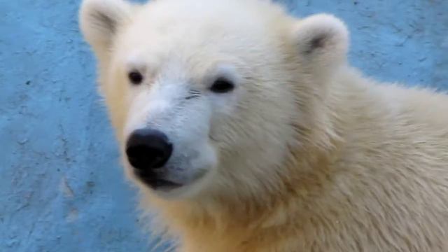 белые медвежата подросли (2). Новосибирский зоопарк смотреть онлайн