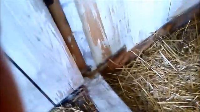 Первые куры смотреть онлайн