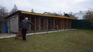 Общий курс дрессировки венгерской выжлы