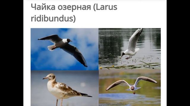 Весна. Перелётные птицы возвращаются. смотреть онлайн