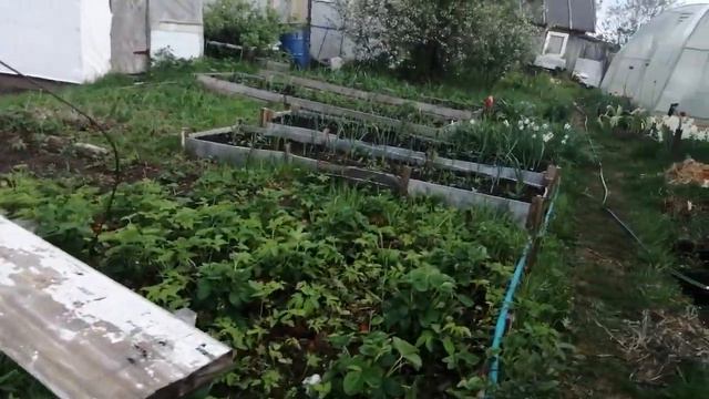 Мой непутевый огород! Немного обзора. Ещё работы море, трава растёт быстрее, чем я её полю. смотреть онлайн