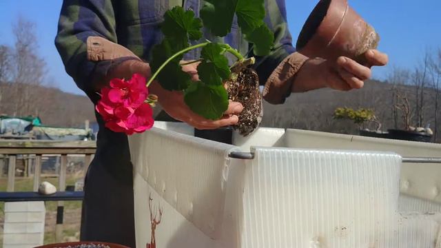 Geranium Flowering Bonsai Pruning and Repotting - April 2021 смотреть онлайн