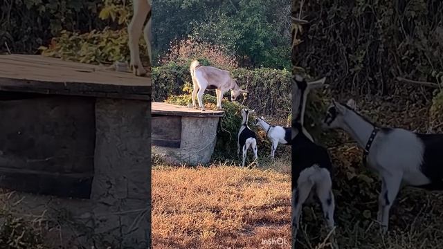 Лиса у винограда смотреть онлайн