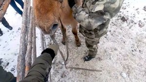 Объездка диких лошадей! Северный метод