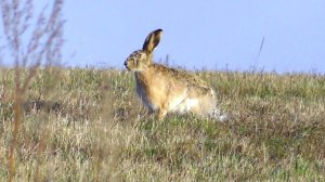 Зайцы-русаки. ( Lepus europaeus )