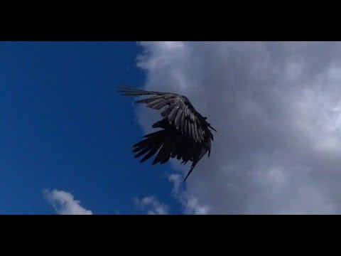 Как ворон коршунов дразнил. смотреть онлайн