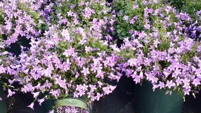 Best Perennials - Campanula Catharina (Dalmatian Bellflower), for raised beds, rock walls & pots. смотреть онлайн