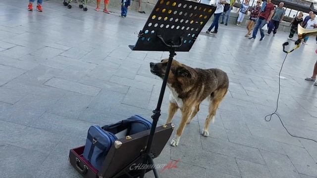 Бродячий пёс поёт в Ялте смотреть онлайн