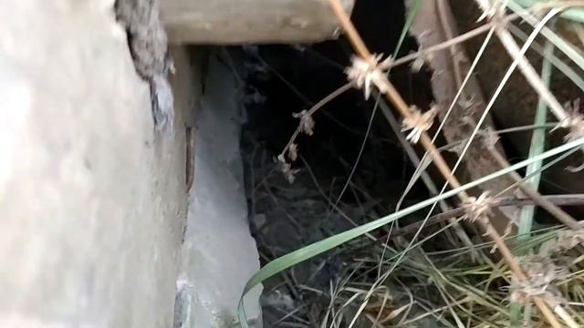 Ястреб , атака до земли . смотреть онлайн