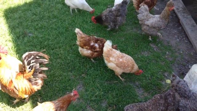 Если оставить курей на несколько дней смотреть онлайн