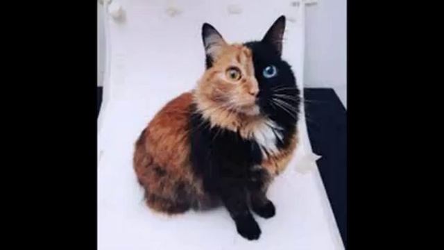 коты с необычном окрасом смотреть онлайн