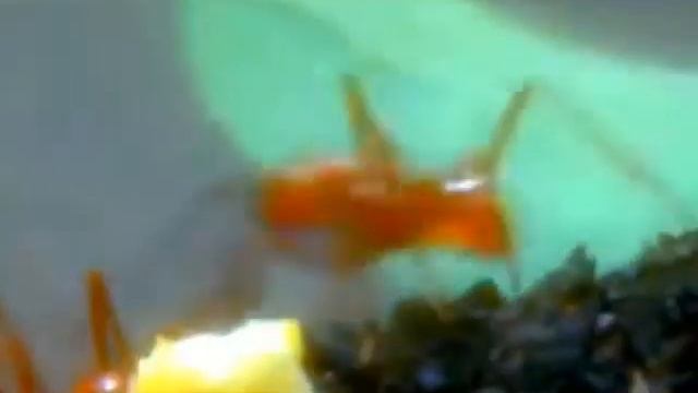 Невероятная съемка жизни в муравейнике