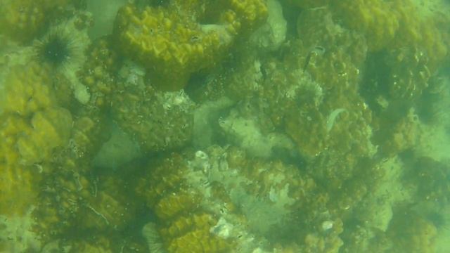 Тайланд Паттая морские ежи смотреть онлайн