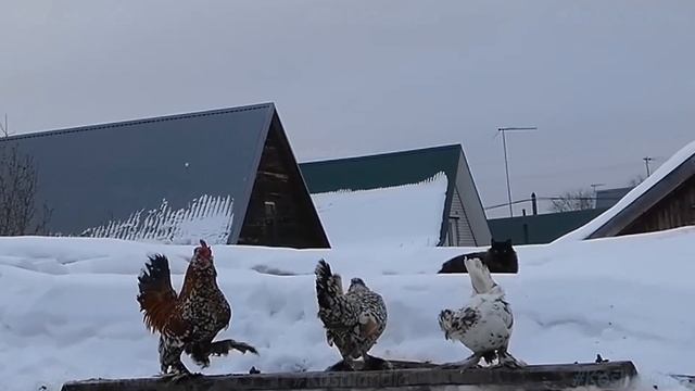 Жили-были Кот да Петух, #Сибирские_кошки и куры, Siberian_cats and #rooster #chicken смотреть онлайн
