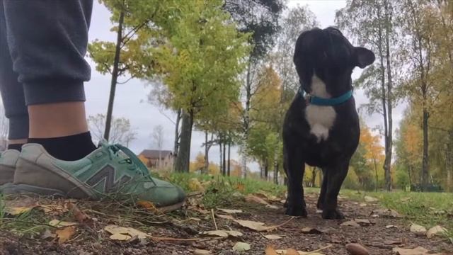 DOGO-VLOG|Зулькин день|прогулка смотреть онлайн