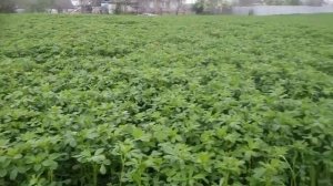 ЛУЧШЫЙ СПОСОБ ПОСЕВА ЛЮЦЕРНЫ!!  ПОСЕВ ЛЮЦЕРНЫ С ЯЧМЕНЕМ.ЗЕЛЁНЫЙ КОРМ. ЦЫПЛЯТА ИЗ ГОЛУБЫХ ЯИЦ.