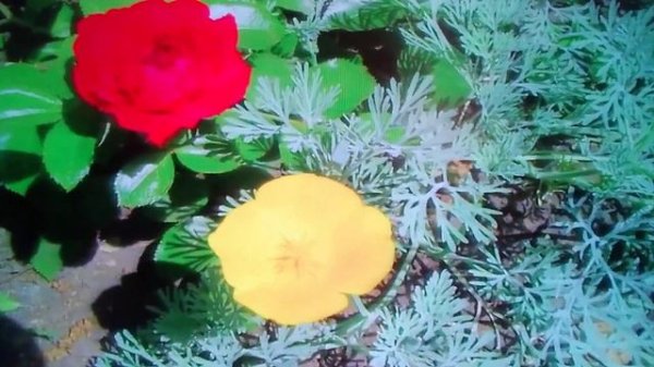 Откуда только ты взялась?💕