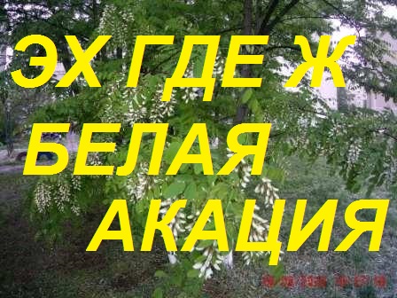 Вечернее Чудо от пчел.Пчела работает на Акации в холод и дождь.Первые граммы на Белой акации. смотреть онлайн