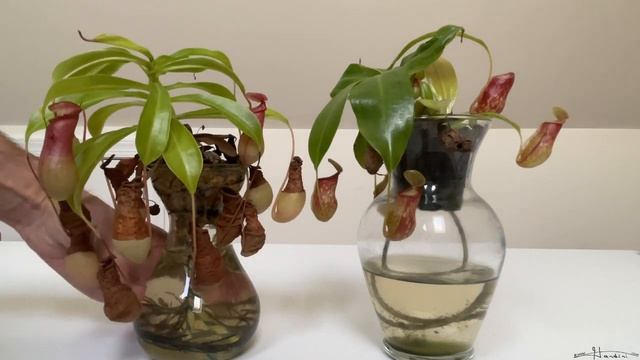 Why I Prefer The Nepenthes St  Gaya To The Nepenthes Ventrata