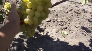 На винограднике: виноград Спонсор