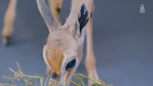 A Gazelle As Rare As It Is Small смотреть онлайн