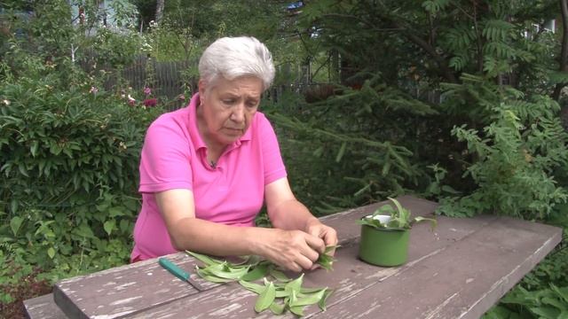 Голова садовая - Как черенковать лилии смотреть онлайн
