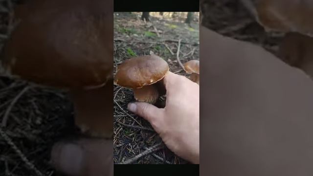 грибы смотреть онлайн