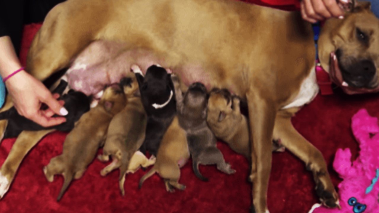 Собака Радуга провожала поцелуем каждого щенка, которого забирали люди смотреть онлайн