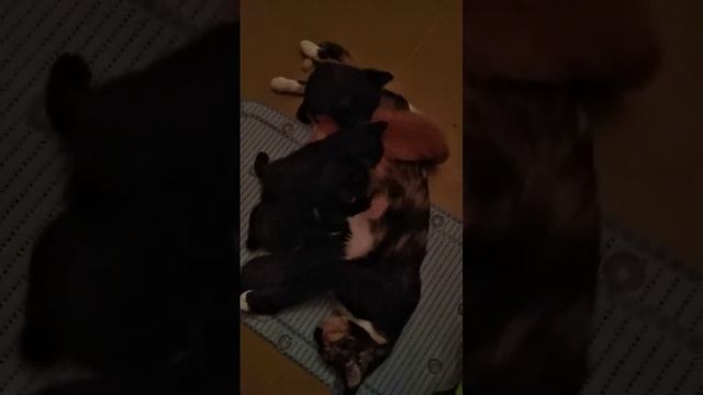 VID-20230202-WA0004.mp4 смотреть онлайн