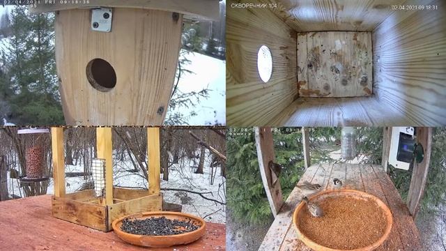 Онлайн-трансляция - 2.04.2021 года. Калуга/Live bird feeder cam, Russia смотреть онлайн
