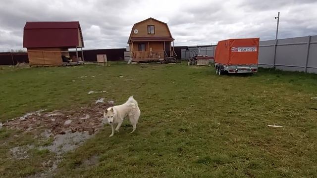 Щенки и лайки в день победы смотреть онлайн