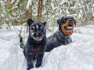 Отношения между Луной и Вензой. Дружба леопарда и ротвейлера. Кошки и собаки