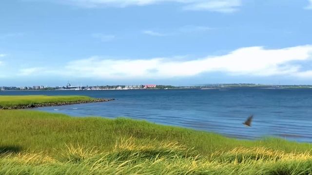 Cat Games | Ultimate Cat TV Compilation Vol 2 | ? смотреть онлайн