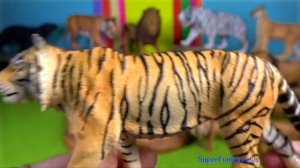 Big Cat Week 2020 Tigers Lions White Tiger White Lion Cheetah Jaguar Panther Puma 13+