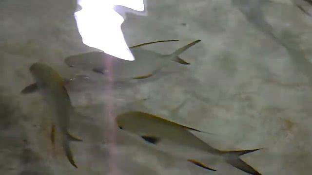 Акулы и Скаты . Музей в Сан Франциско смотреть онлайн