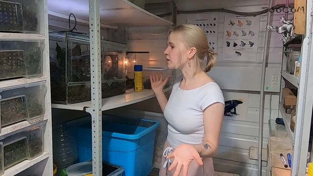 Как оформить зеленый террариум для зеленых жаб? смотреть онлайн