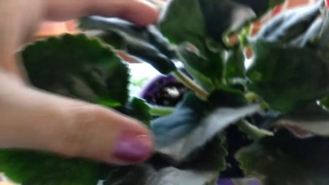 На мои фиалки напал клещ