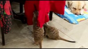 Будни сурикатов воров