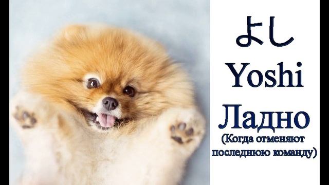 Обзор команд для собак на японском языке. Лексика. Урок японского языка смотреть онлайн