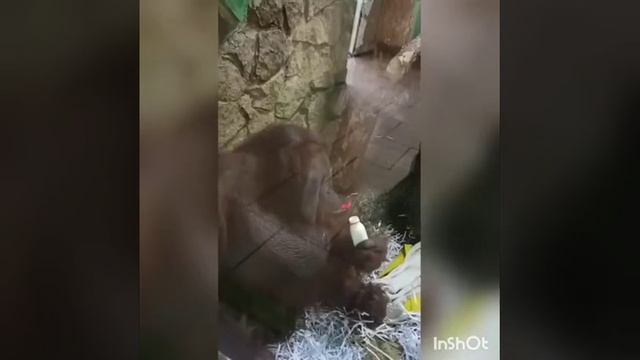 калимантанский орангутан Захар екатеринбургский зоопарк смотреть онлайн