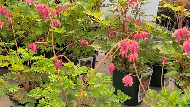 Dicentra Varieties (Bleeding Hearts)//Popular,??Long Blooming Perennials for Shady Sites! смотреть онлайн