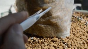 Формировка наземной корневой системы бонсай. Бонсай из фикуса. Оголение статуи Будды.