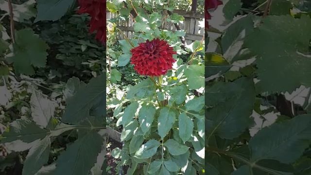 Георгина Мингус Алекс (dahlia mingus alex) смотреть онлайн