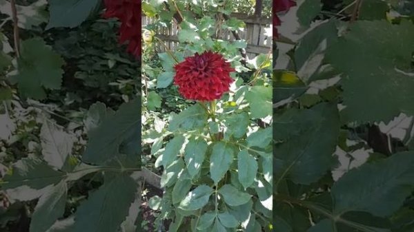 Георгина Мингус Алекс (dahlia mingus alex)