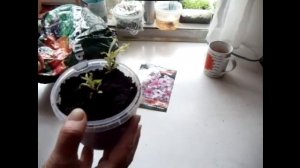 Купили флокс зимой/ как сохранить черенок до весны/ флоксы посадка и уход/ флокс метельчатый